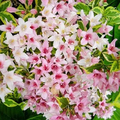 Вейгела САННИ ПРИНЦЕСС  Вейгела САННИ ПРИНЦЕСС в Челябинске