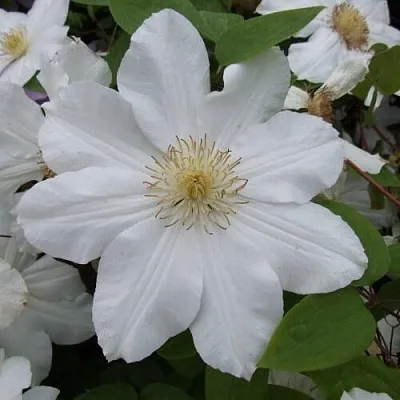 Клематис в Челябинске