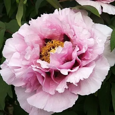 Пион РОЗОВАЯ РЕКА древовидный  Пион РОЗОВАЯ РЕКА древовидный в Челябинске