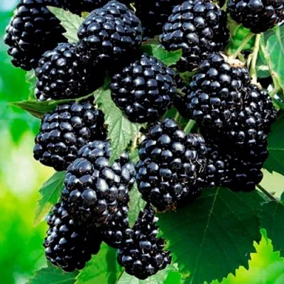 Ежевика ЛОХТЕЙ бесшипная  Ежевика ЛОХТЕЙ бесшипная в Челябинске