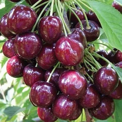 Черешня СЭМ колонновидная  Черешня СЭМ колонновидная в Челябинске