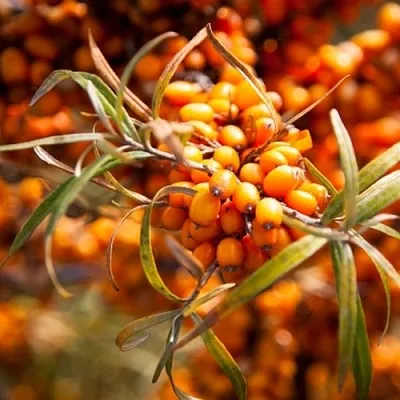 Облепиха ФИНСКАЯ  Облепиха ФИНСКАЯ в Челябинске