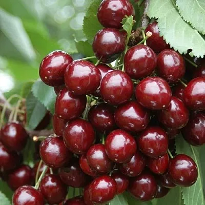 Черешня СИЛЬВИЯ колоновидная  Черешня СИЛЬВИЯ колоновидная в Челябинске