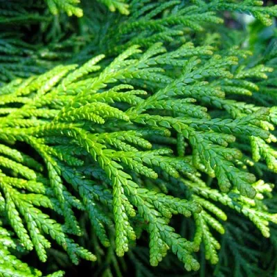 Туевик  Туевик в Челябинске