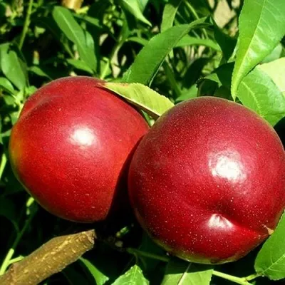 Нектарин НЕКТАРЕД-4 — описание сорта Нектарин НЕКТАРЕД-4 в Челябинске