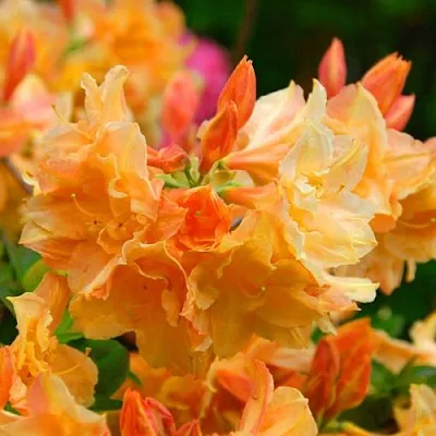 Азалия ЧАРДАШ листопадная  Азалия ЧАРДАШ листопадная в Челябинске