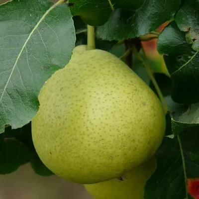 Груша САНРЕМО колонновидная  Груша САНРЕМО колонновидная в Челябинске