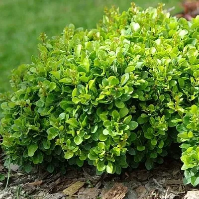 Барбарис КОБОЛЬД тунберга  Барбарис КОБОЛЬД тунберга в Челябинске