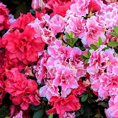 Декоративные растения  Декоративные растения в Челябинске