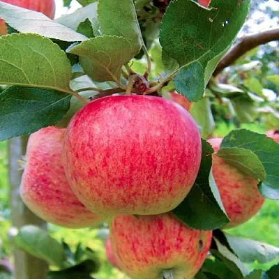 Яблоня ПИРОС  Яблоня ПИРОС в Челябинске