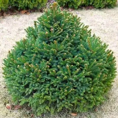 Ель БАРРИ обыкновенная  Ель БАРРИ обыкновенная в Челябинске