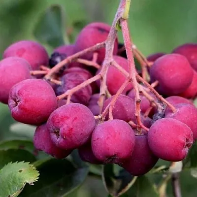 Рябина ДЕСЕРТНАЯ МИЧУРИНА сладкоплодная  Рябина ДЕСЕРТНАЯ МИЧУРИНА сладкоплодная в Челябинске