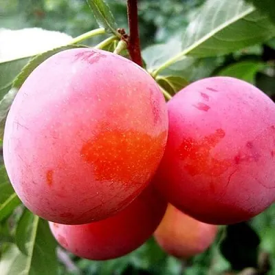 Слива КОМЕТА в Челябинске