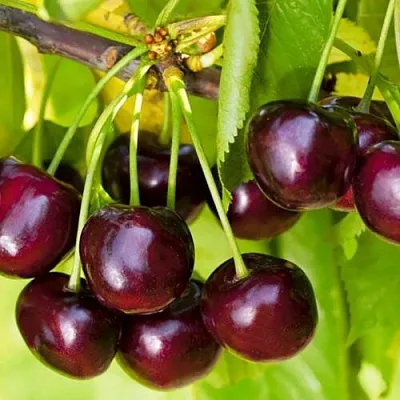 Черешня ИПУТЬ в Челябинске