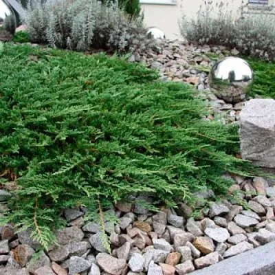 Можжевельник ПРИНЦ ОФ УЭЛЬС горизонтальный  Можжевельник ПРИНЦ ОФ УЭЛЬС горизонтальный в Челябинске