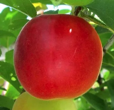 Плумкот БИРИКОККОЛО БОЛОГНЕС  Плумкот БИРИКОККОЛО БОЛОГНЕС в Челябинске