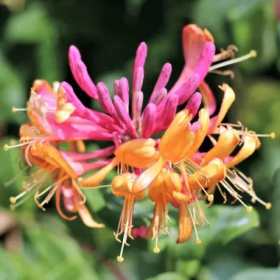 Жимолость ГЕКРОТА в Челябинске