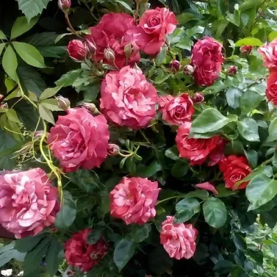 Саженцы роз БРАУНИ плетистая — описание сорта Саженцы роз БРАУНИ плетистая в Челябинске
