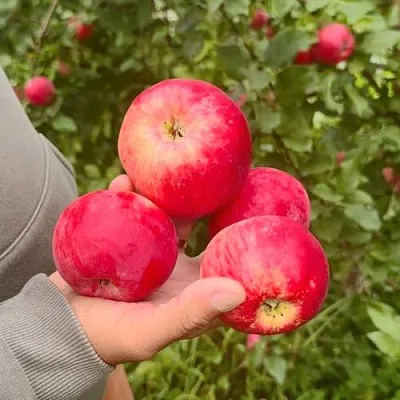 Яблоня АКСЕНА  Яблоня АКСЕНА в Челябинске
