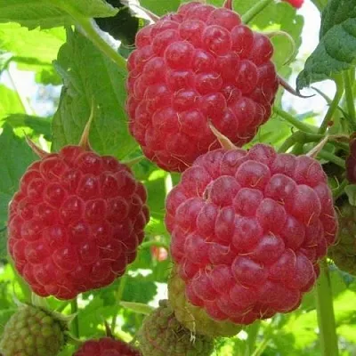 Малина НОВОСТЬ КУЗЬМИНА   Малина НОВОСТЬ КУЗЬМИНА  в Челябинске