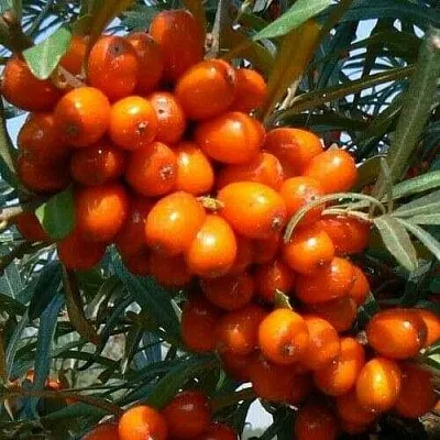 Облепиха ПЛАМЕННАЯ  Облепиха ПЛАМЕННАЯ в Челябинске