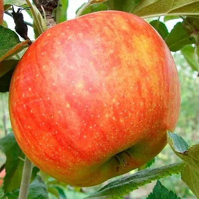 Яблоня ЦЕЛЕСТЕ  Яблоня ЦЕЛЕСТЕ в Челябинске