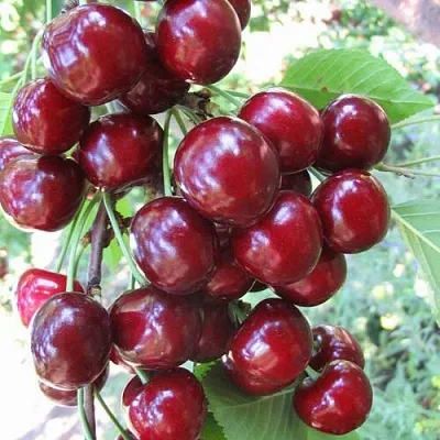 Черешня ОДРИНКА в Челябинске