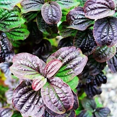 дерен КОМПРЕССА кроваво-красный  дерен КОМПРЕССА кроваво-красный в Челябинске