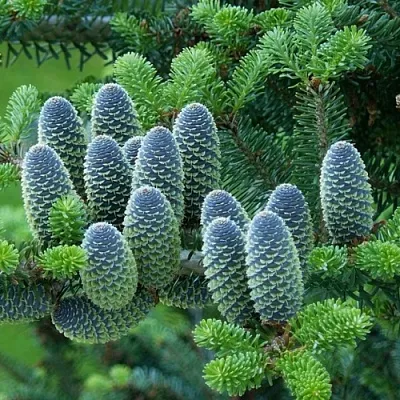 Пихта  Пихта в Челябинске