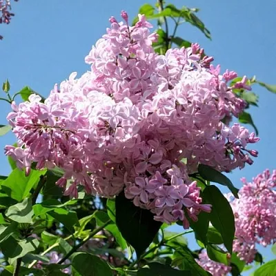 Сирень БУФФОН в Челябинске