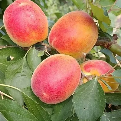 Абрикос ОСОБЕННЫЙ ДЕНИСЮКА  Абрикос ОСОБЕННЫЙ ДЕНИСЮКА в Челябинске