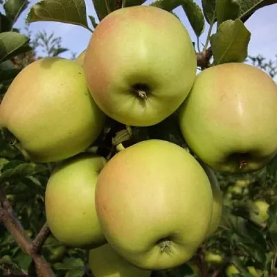 Яблоня СКИФСКОЕ ЗОЛОТО  Яблоня СКИФСКОЕ ЗОЛОТО в Челябинске