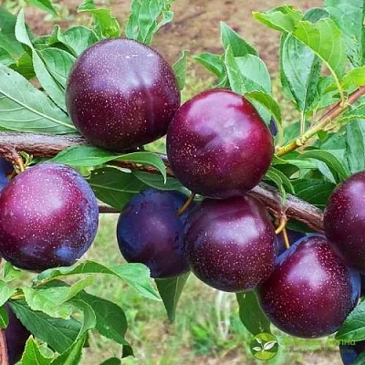 Шарафуга ВЕЛЬВЕТ САНРАЙЗ  Шарафуга ВЕЛЬВЕТ САНРАЙЗ в Челябинске