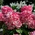 Гортензия ПИНК ДАЙМОНД метельчатая в Челябинске