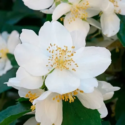 Жасмин ЮСТИНКА  Жасмин ЮСТИНКА в Челябинске