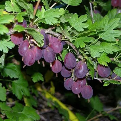 Крыжовник ГРУШЕНЬКА  Крыжовник ГРУШЕНЬКА в Челябинске