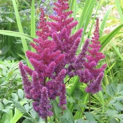 Астильба КАРАОКЕ ПАРТИ китайская  Астильба КАРАОКЕ ПАРТИ китайская в Челябинске