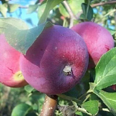 Яблоня СЕРЕБРЯНОЕ КОПЫТЦЕ  Яблоня СЕРЕБРЯНОЕ КОПЫТЦЕ в Челябинске