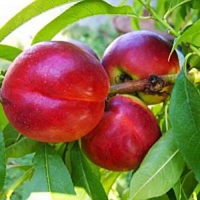 Нектарин  Нектарин в Челябинске