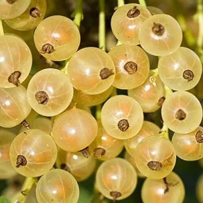 Смородина белая СМОЛЬЯНИНОВСКАЯ  Смородина белая СМОЛЬЯНИНОВСКАЯ в Челябинске