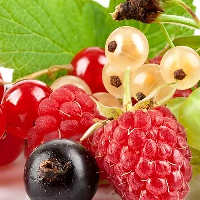 Плодовые кустарники  Плодовые кустарники в Челябинске