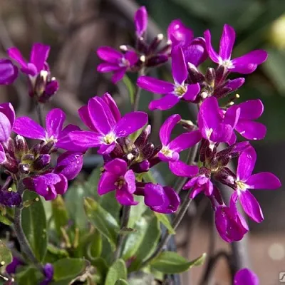 Арабис РОУЗ делайт  Арабис РОУЗ делайт в Челябинске