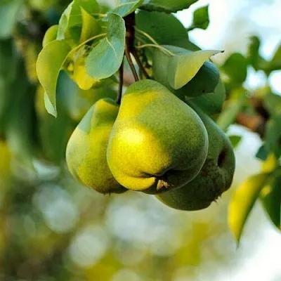 Груша СТОЛИЧНАЯ колонновидная  Груша СТОЛИЧНАЯ колонновидная в Челябинске