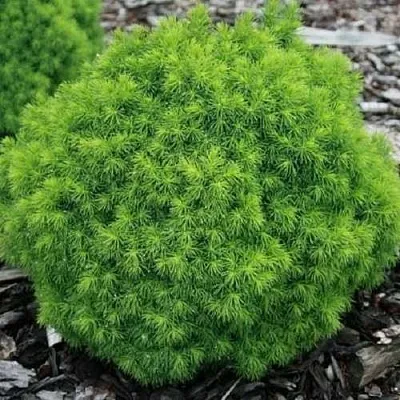 Ель АЛЬБЕРТА ГЛОБ сизая  Ель АЛЬБЕРТА ГЛОБ сизая в Челябинске