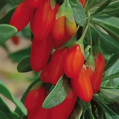 Годжи ВЯЧЕСЛАВ  Годжи ВЯЧЕСЛАВ в Челябинске