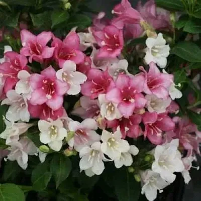 Вейгела КАРНАВАЛ  Вейгела КАРНАВАЛ в Челябинске