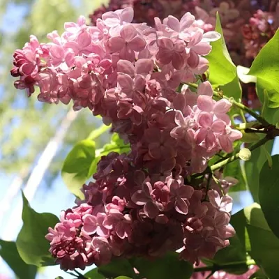 Сирень МЕДОВЫЙ СПАС в Челябинске