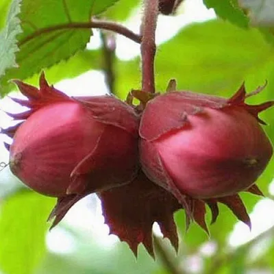 Фундук АЙВЕНГО  Фундук АЙВЕНГО в Челябинске