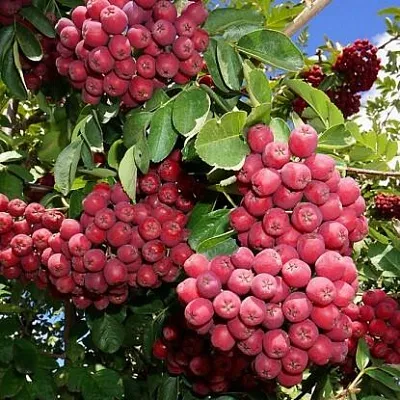 Рябина ГРАНАТНАЯ сладкоплодная  Рябина ГРАНАТНАЯ сладкоплодная в Челябинске