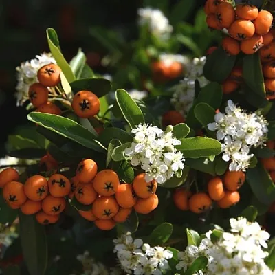 Пираканта в Челябинске